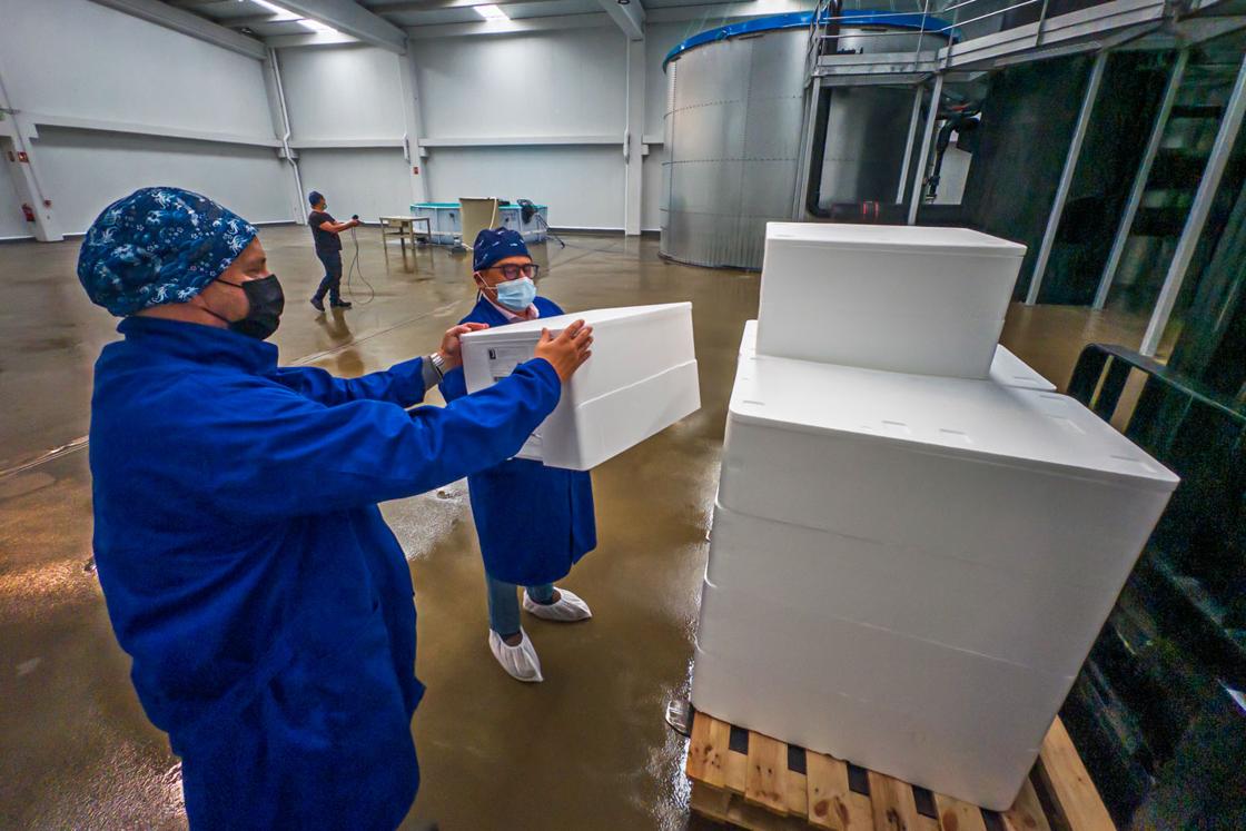 La cántabra Froxá fue el primer cliente de los salmones criados en Ramales.