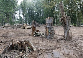Tala, poda y repoblación.Troncos talados y ramas apiladastras la poda de medio centenar de especies, esta semana, en El Patatal.