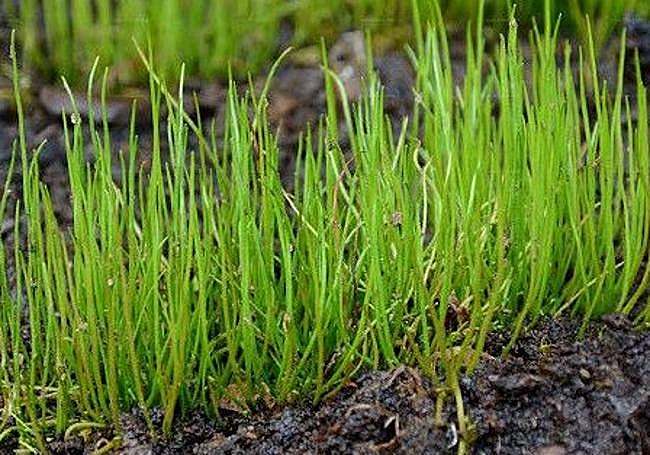 Pilularia globulifera.