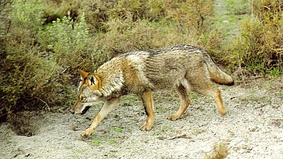 Pacma presenta una querella criminal contra la consejera de Ganadería por el sacrificio de lobos