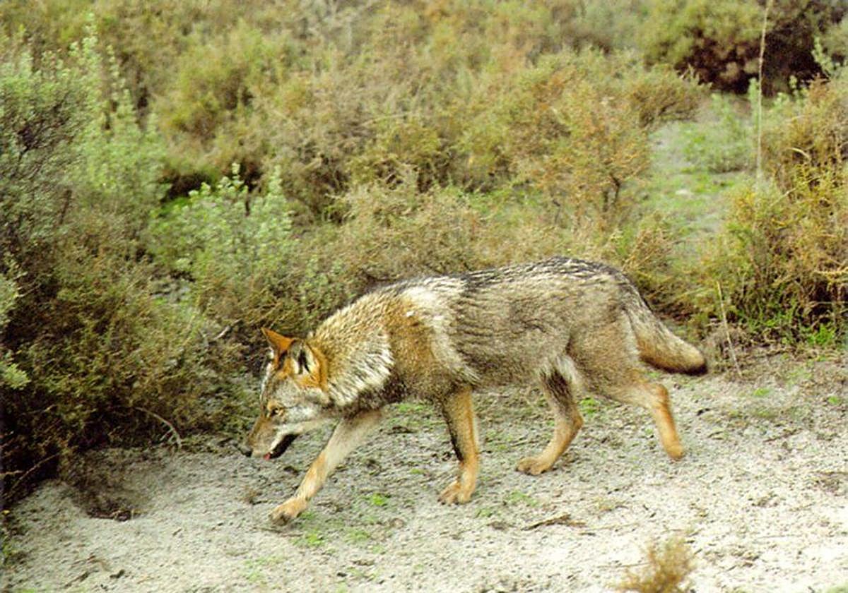 Imagen de archivo de un lobo ibérico.