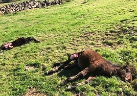 Dos de los potros hallados estas semanas en Vega de Pas.