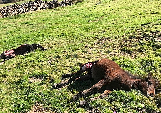 Dos de los potros hallados estas semanas en Vega de Pas.