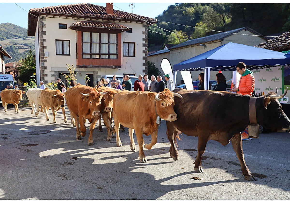 Imagen principal - Entrada de ganado al recinto de la feria en Camasleño y Carmen Fernández, entregando uno de los premios a un ganadero de Los Llanos