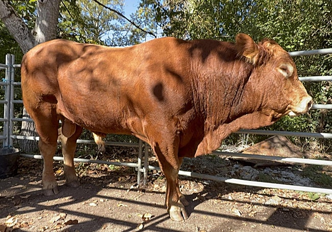 Toro limousin del ganadero Emilio Casares, que recibió el premio al mejor ejemplar de la feria