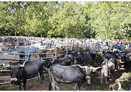 Vacas tudancas en uno de los corrrales de la feria