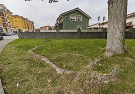 Las raíces de los chopos son cada vez más anchas y largas y están causando daños en los muros y en las viviendas cercanas.