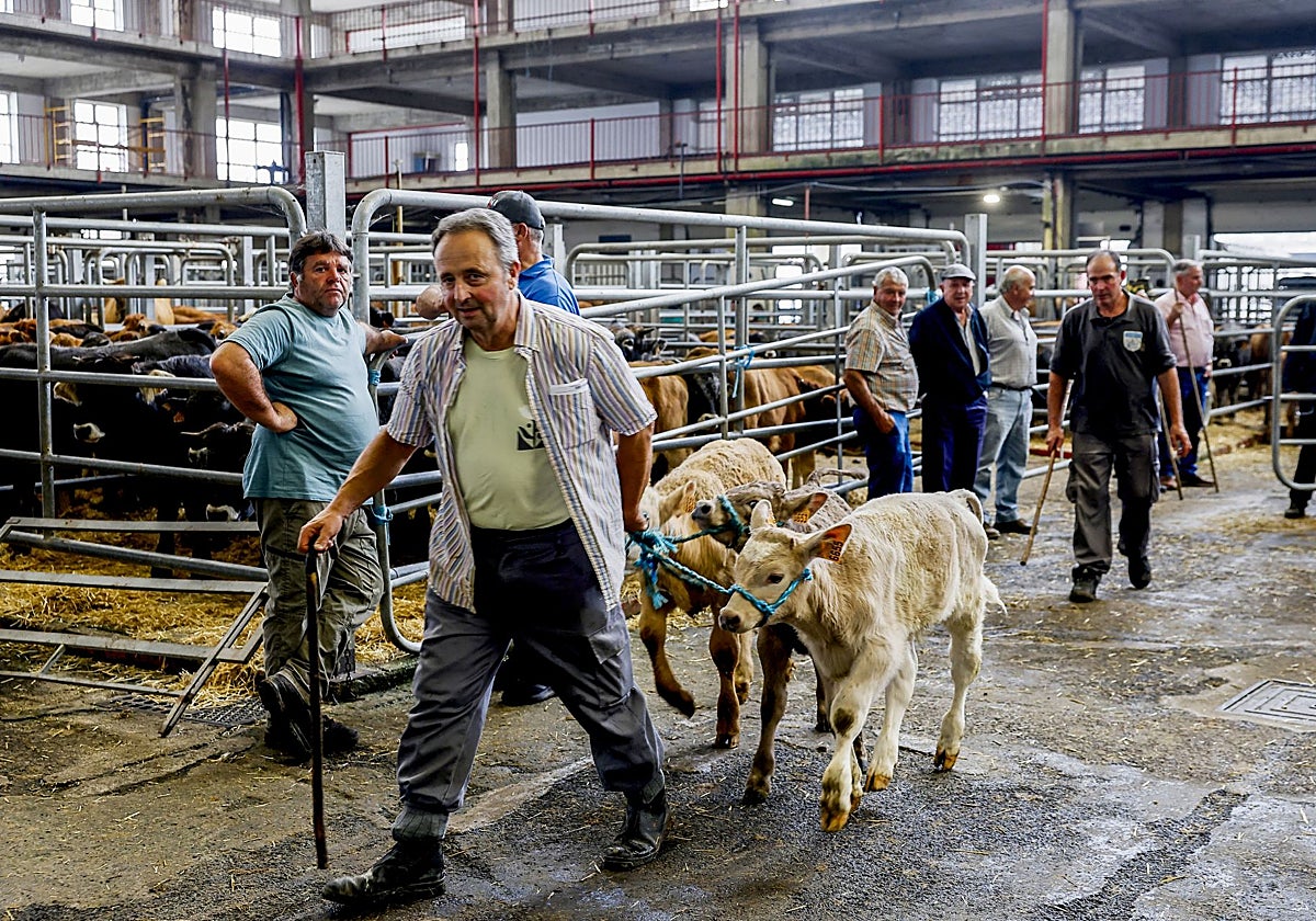 Un ganadero, con tres terneros en la feria de Torrelavega.