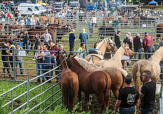 A esta feria acude sobre todo ganado equino.