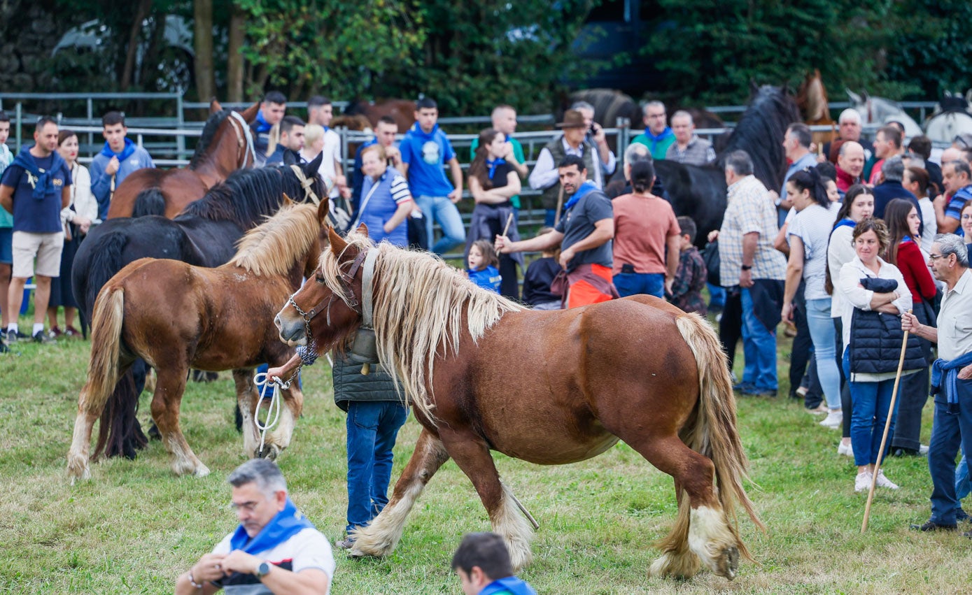 Los caballos han sido admirados por los asistentes a la feria.