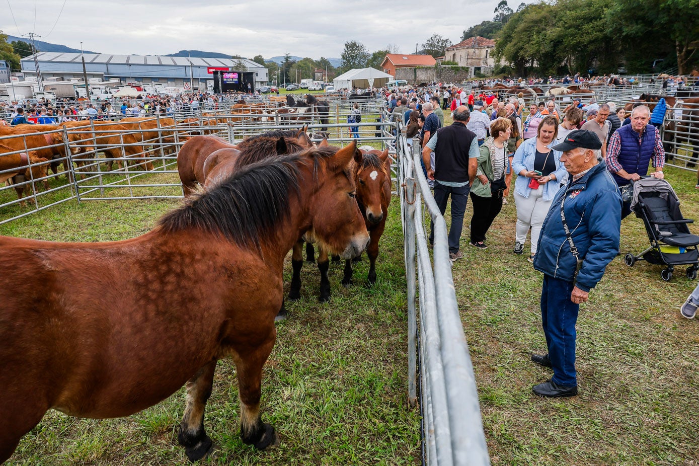 Los caballos en la feria de Hoznayo rodeados de numeroso público.
