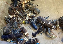 Ejemplares de bogavante azul en el vivero del Hotel Alfar.