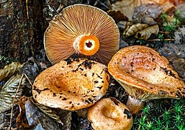 Los níscalos son una de las setas más características del otoño.