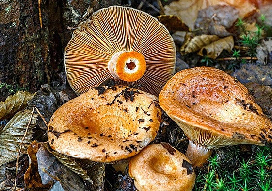 Los níscalos son una de las setas más características del otoño.