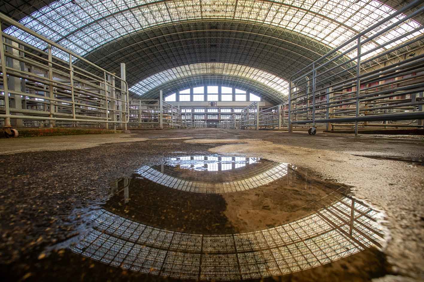 Sin actividad en el Mercado de Ganados
