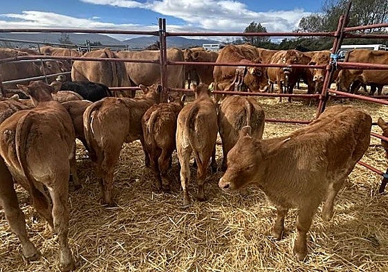 Requejo pudo celebrar in extremis su Feria de Año, con más de 1.500 cabezas de ganado.