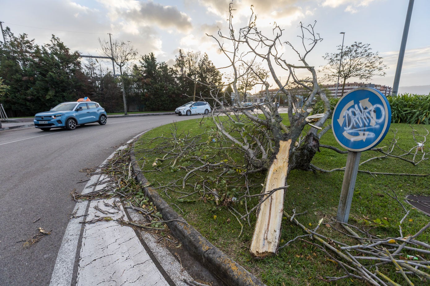 Árbol destrozado en una rotonda en la zona de Nueva Montaña.