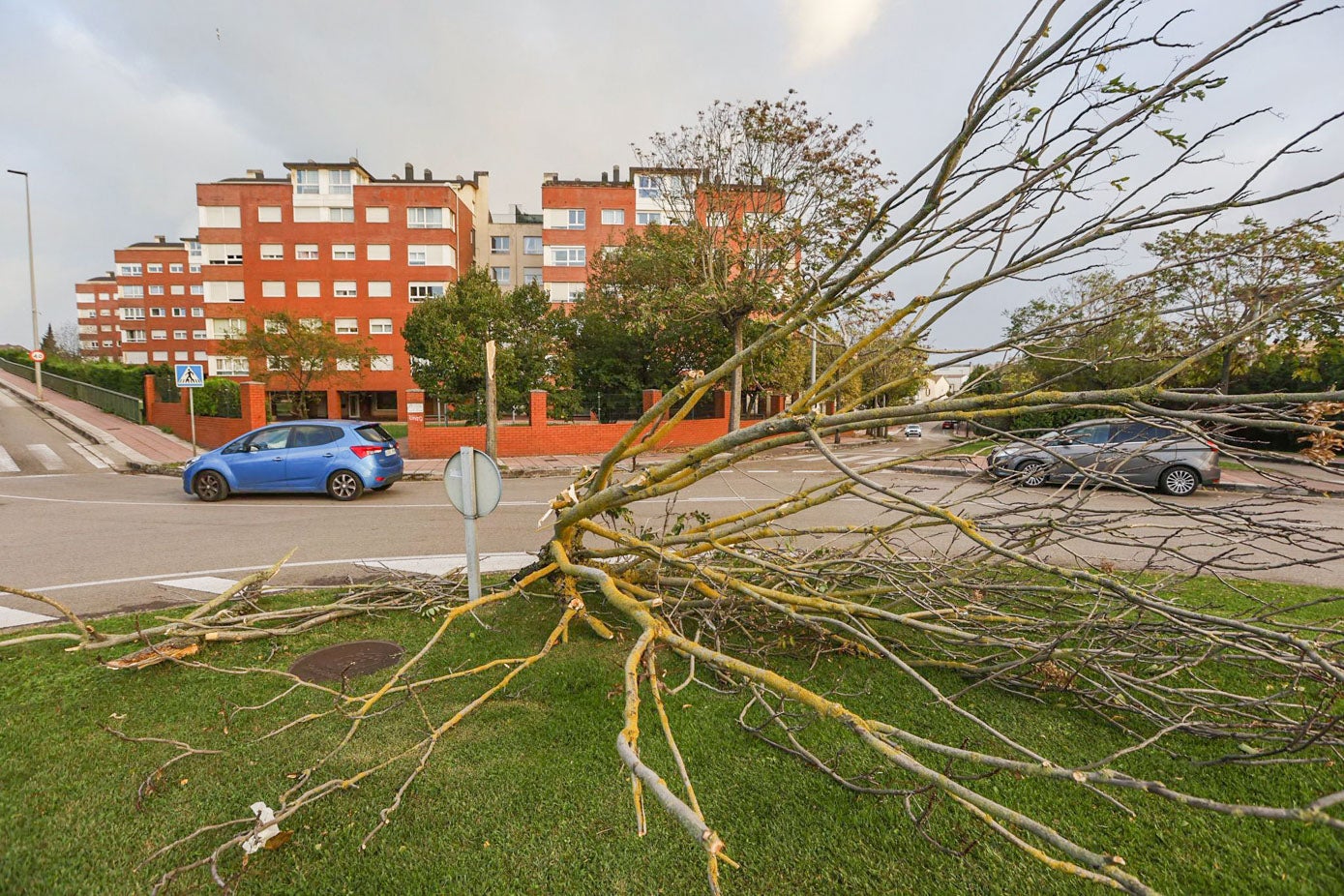 Árbol partido por el temporal.