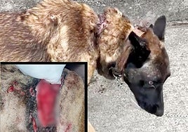 El perro, un pastor belga malinois, tenía una herida en el cuello de quince centímetros de longitud y un dedo de profundidad.