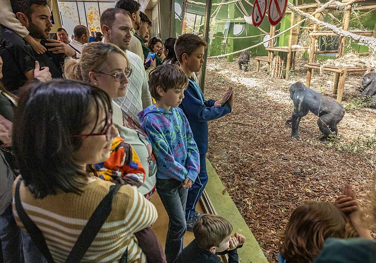 Turistas en el recinto de los gorilas de Cabárceno.