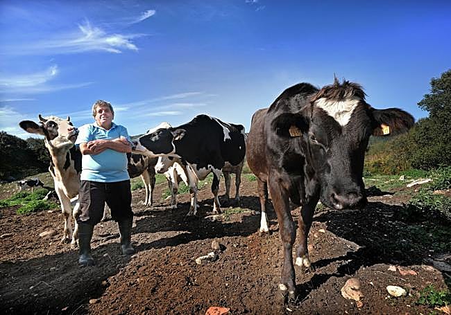 El ganadero Alberto Ortega, rodeado de sus vacas en Camijanes.
