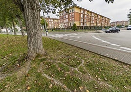 Las raíces de los chopos crecen por debajo de las viviendas y hunden el terreno, generando grandes daños en las estructuras.