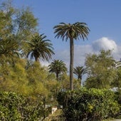 Palmera afectada por el picudo rojo en los Jardines de Piquío.