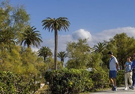 Palmera afectada por el picudo rojo en los Jardines de Piquío.