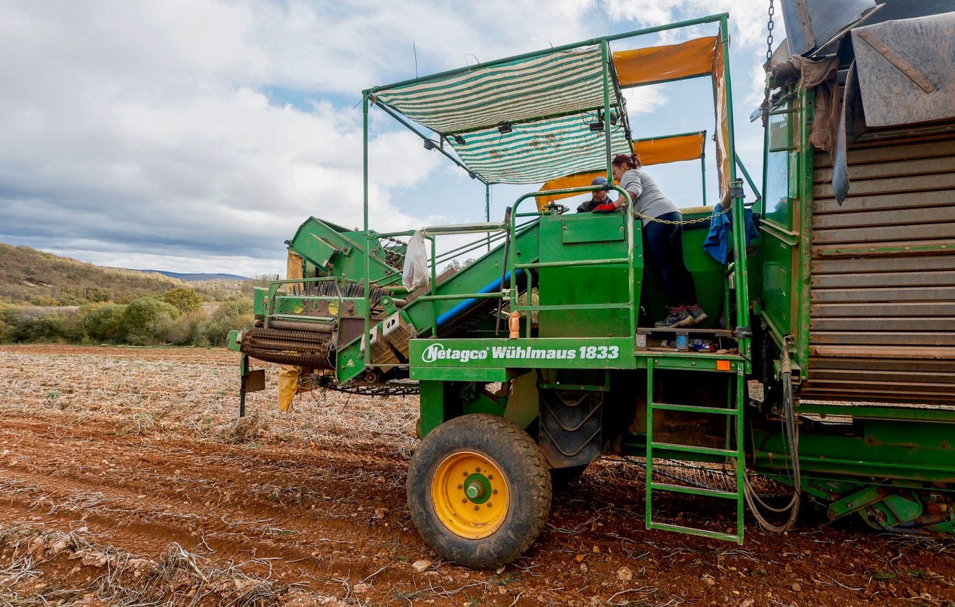 El buen tiempo permite recoger con mayor facilidad.