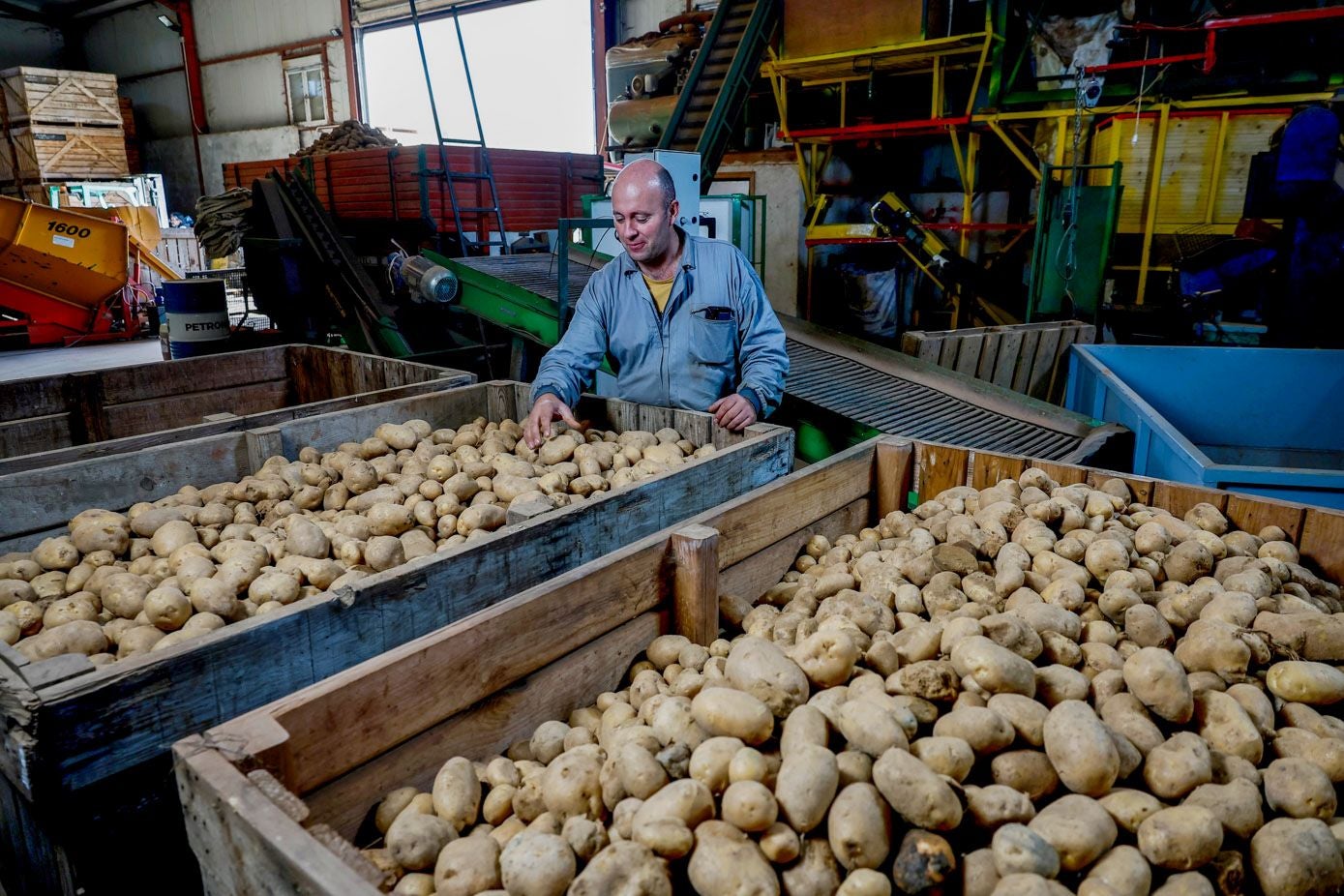 El productor Juan Bautista Ruiz revisa algunas cajas de la cosecha.