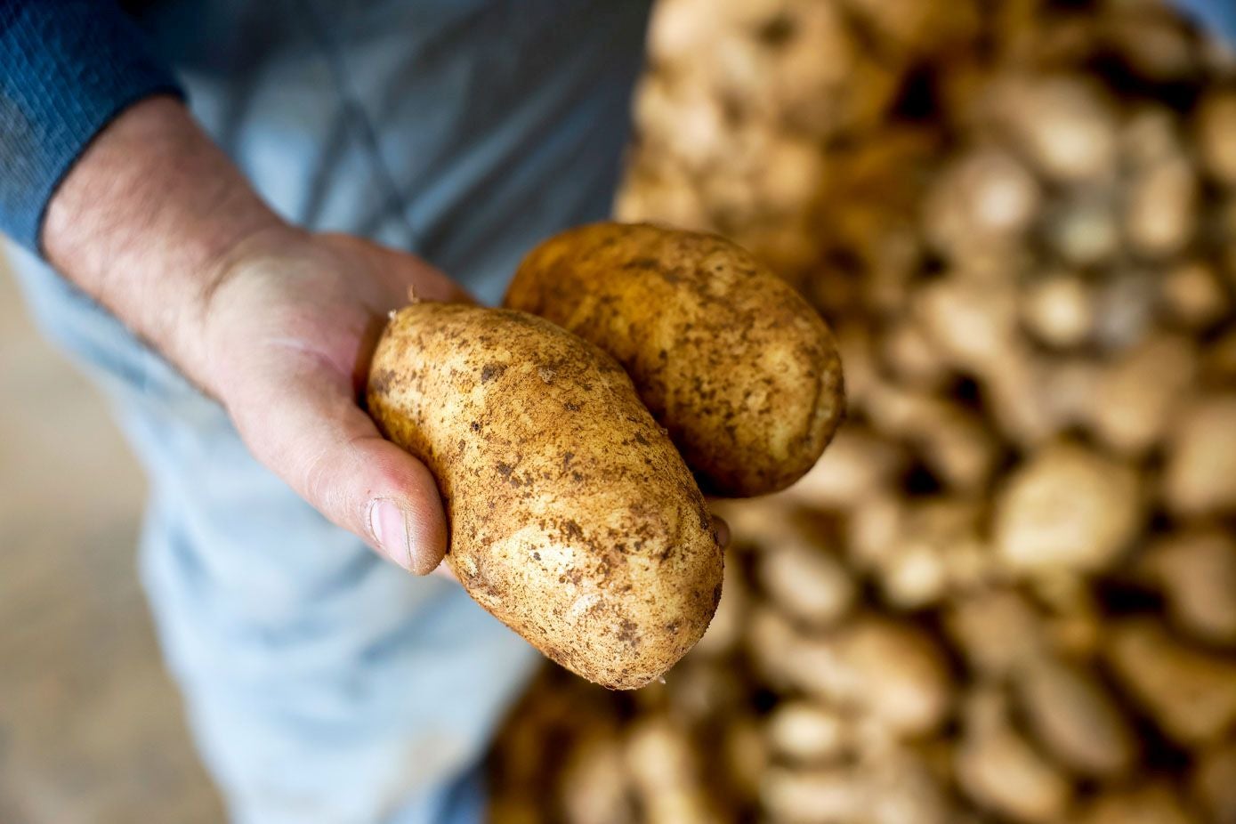 Un primer plano de la patata cosechada.