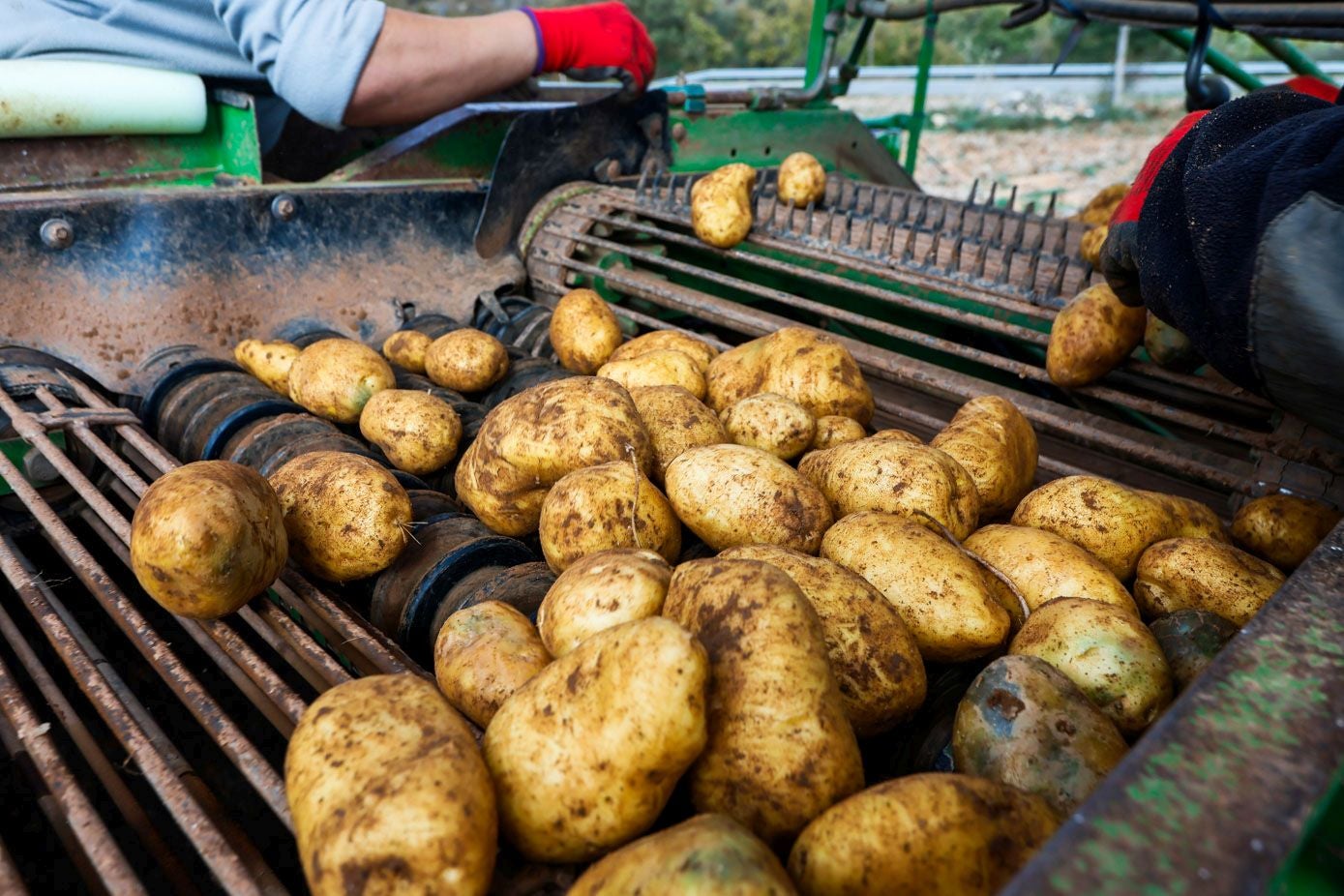 El proceso de recogida de la cosechadora.