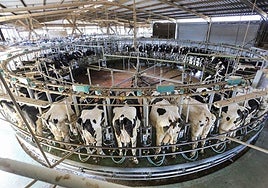 Rotativa de vacas dentro del proceso de ordeño de la granja More Holstein de la que es directoria de operaciones Lidia Entrecanales.