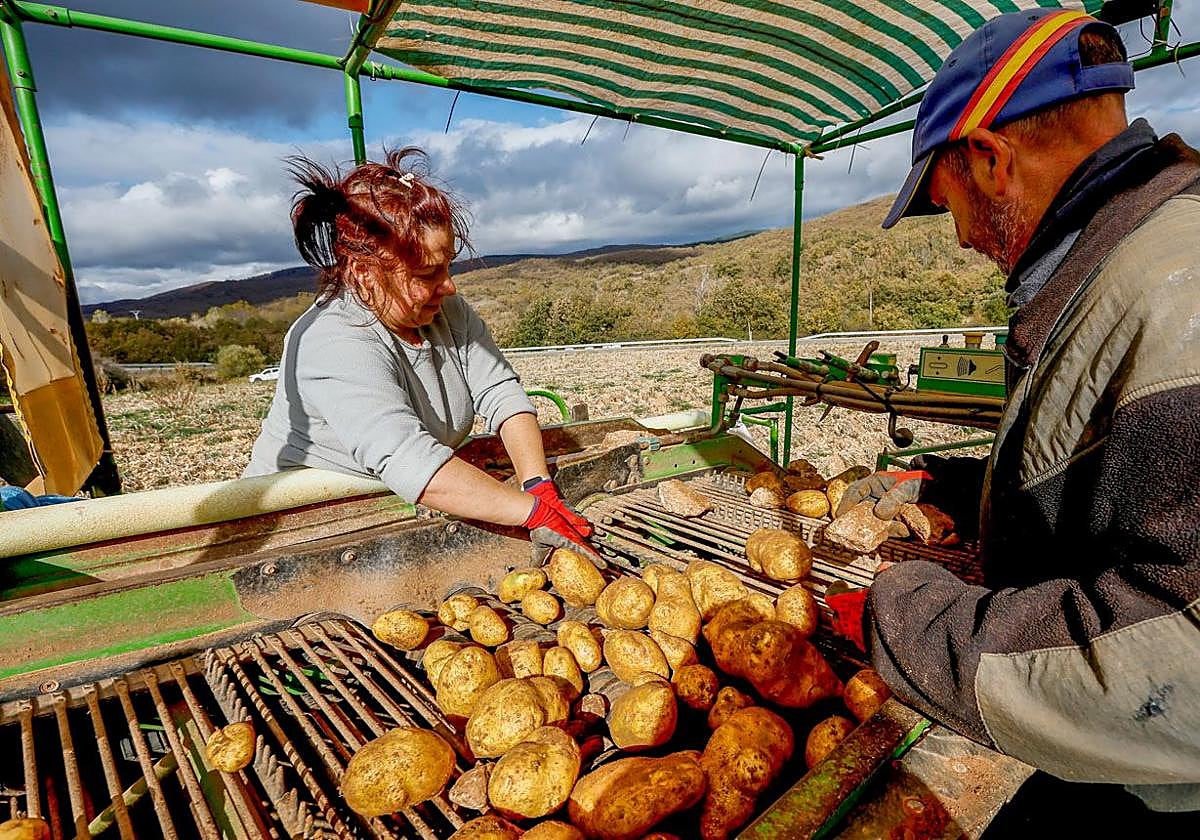 Marimar y Fonso se encargan de separar las piedras de las patatas en la cosechadora.