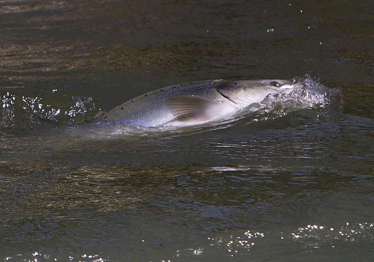 Un salmón atlántico, en el momento en el que es capturado.