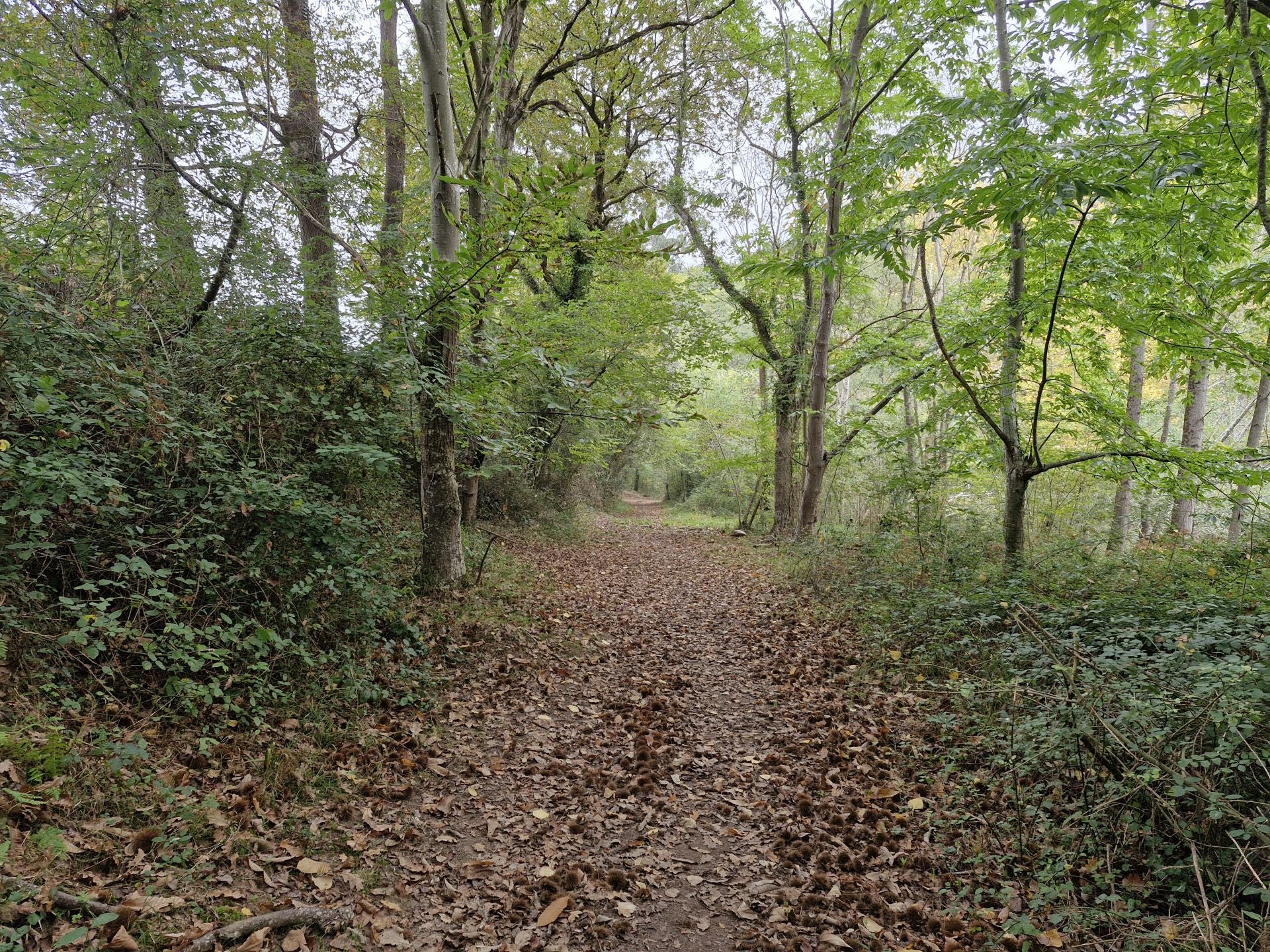 La senda va en gran parte entre un bosque.