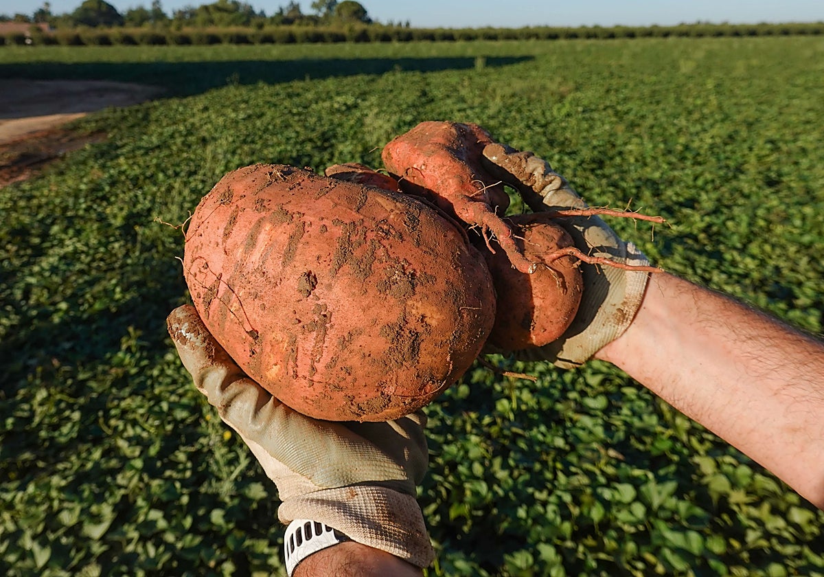 Plantación de boniatos.