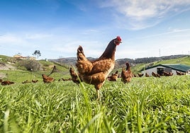 Las gallinas picotean sueltas en un prado de una explotación avícola de Udías.