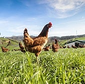 Las gallinas picotean sueltas en un prado de una explotación avícola de Udías.