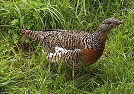 El urogallo cantábrico y pirenaico (Tetrao urogallus) está catalogado como una especie en peligro de extinción en España.