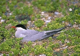 Ejemplar de charrán común charrán, en una imagen de archivo.