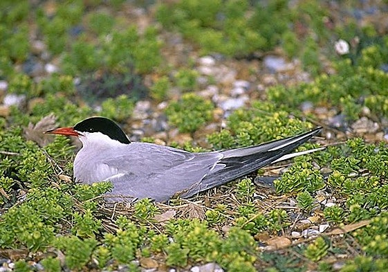 Ejemplar de charrán común charrán, en una imagen de archivo.