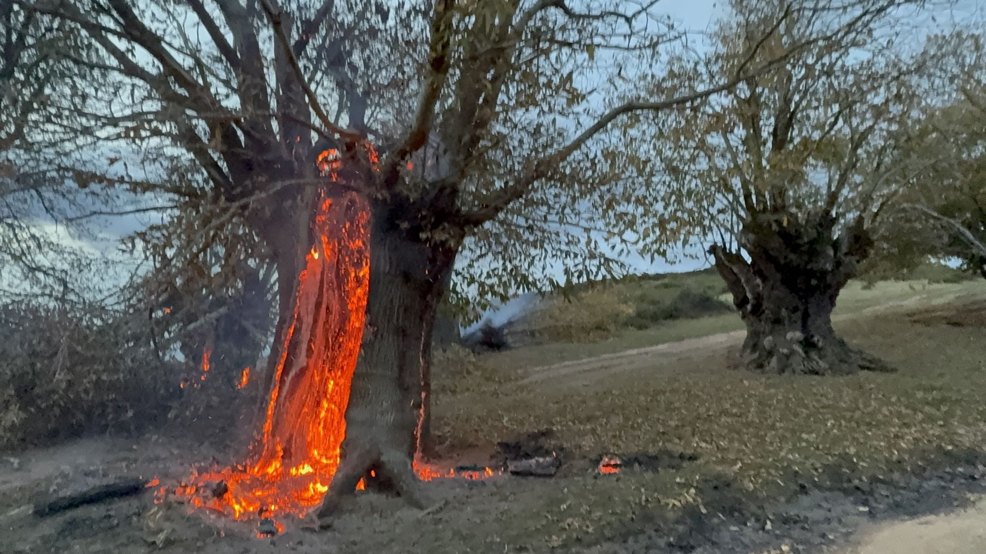 Castaño ardiendo en El Habario.