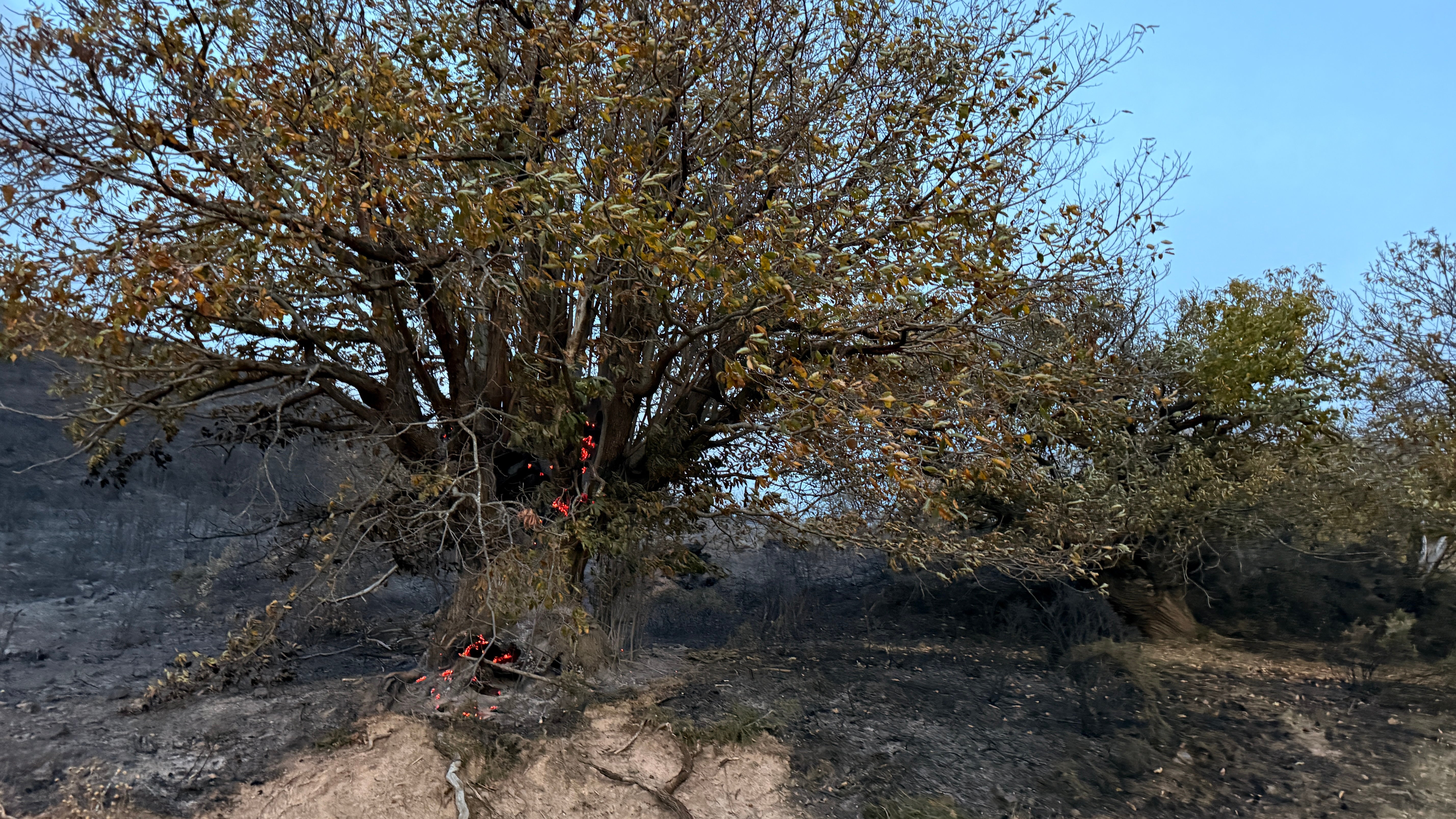 Llamas dentro de un castaño centenario, esta mañana.