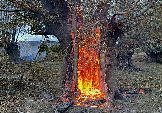 Castaños centenarios de El Habario, pasto de las llamas esta noche.