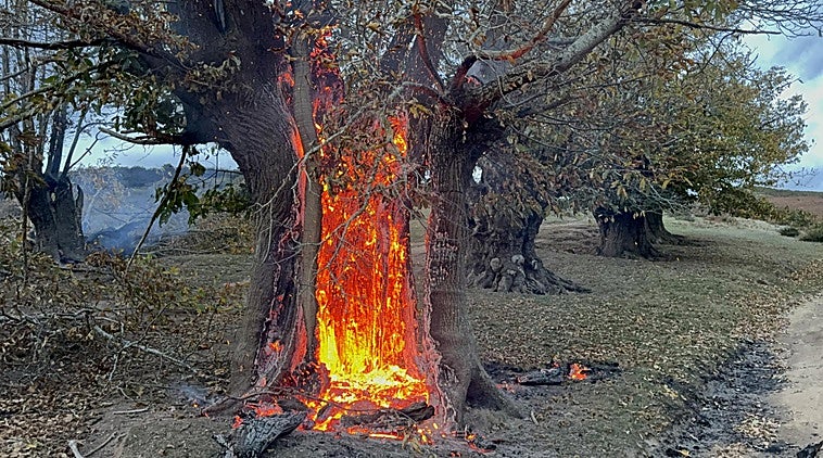 Castaños centenarios de El Habario han sido pasto de las llamas esta noche.