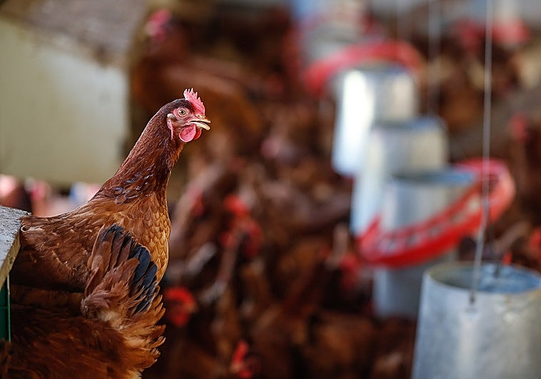 Las aves de corral de todo el país tendrán que estar confinadas desde este jueves.