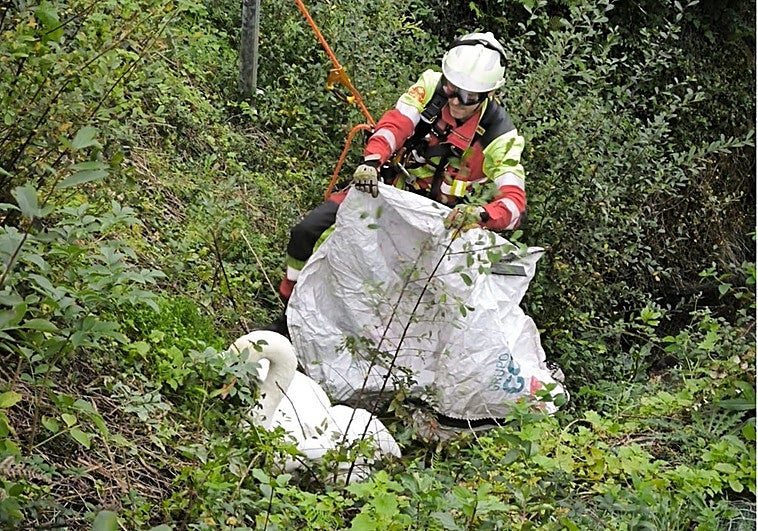 Un bombero del Parque de Laredo procede al rescate del cisne.