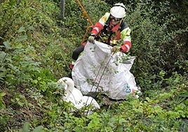 Un bombero del Parque de Laredo procede al rescate del cisne.