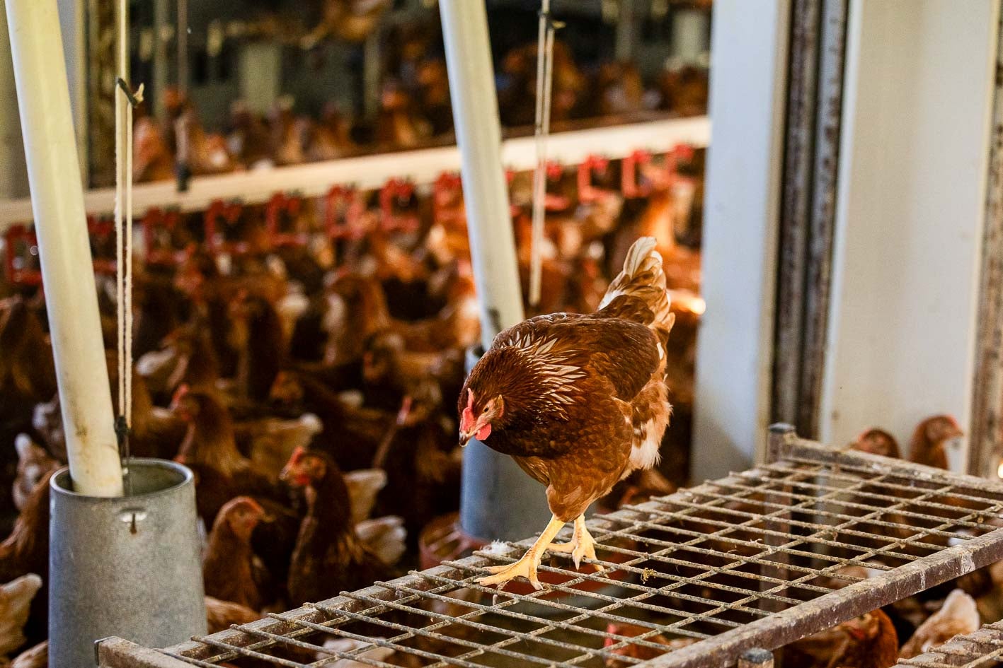 Las gallinas confinadas pasean por el interior de la explotación de Granja Anero.
